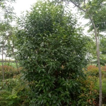 大叶女贞4~6cm