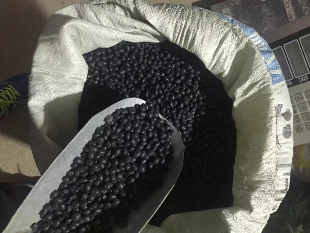 黑豆存放时间