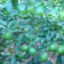 简阳柠檬苗尤力克柠檬苗30~50cm苗圃现挖提供技术