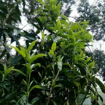 茶树油