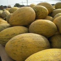 黄86哈密瓜5斤以上长圆形