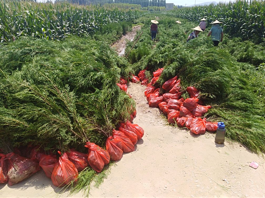青州侧柏小苗包装运输现场,展示标准化装箱与运输流程 青州侧柏小苗苗木包装运输现场