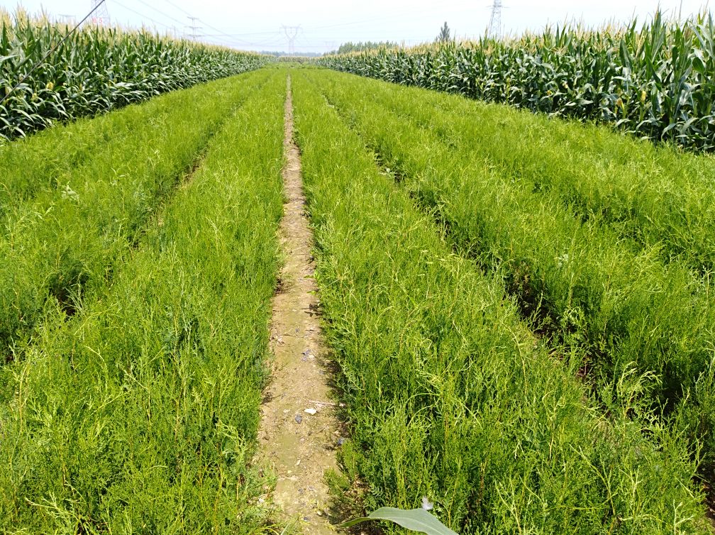 侧柏种植户采收场景