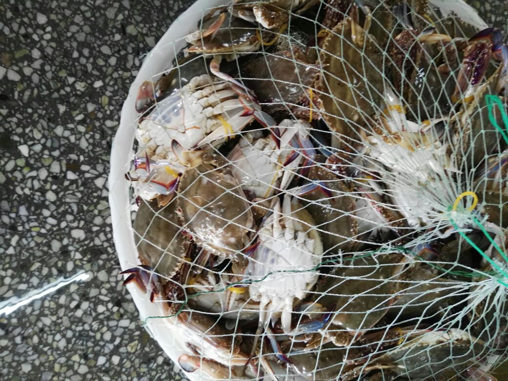远洋渔船在东海海域进行拖网作业,渔民正在分拣刚捕捞上来的梭子蟹,其中可见多只背甲呈紫红色斑纹的雌蟹(花盖蟹),背景为蔚蓝大海与朝阳,配有‘远海200海里’标识牌 远海梭子蟹捕捞作业场景