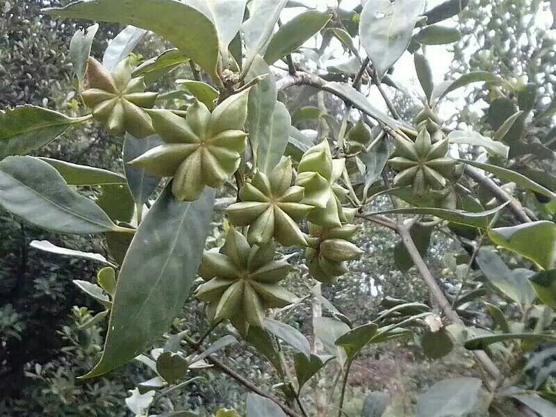 绿色的八角茴香植株,枝条上挂着未成熟的鲜绿色八角果实,呈现出典型的星形轮廓,叶片革质光滑,环境为湿润的亚热带山地森林背景 八角植株与果实生长状态