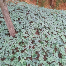 三七苗10~20cm