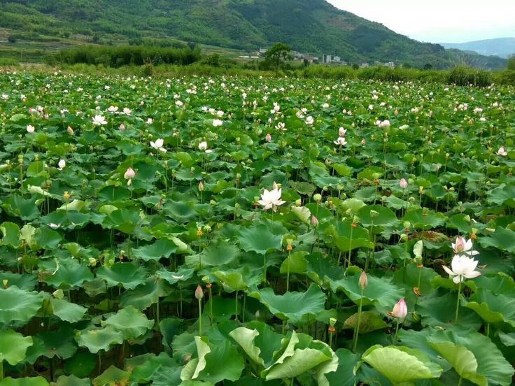 一片开阔池塘中密集生长的子持白莲,叶片层层叠叠覆盖水面,颜色鲜绿,部分叶片带有水珠,阳光照射下反光明显,展现旺盛生命力 子持白莲夏季茂盛生长场景