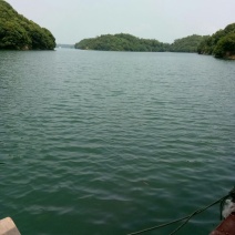 青鱼活鱼
