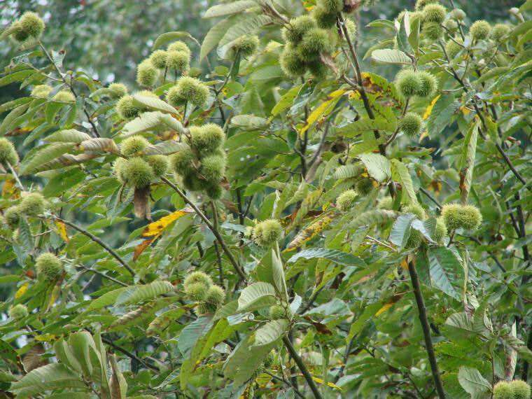 展示甘栗种植园的自然环境,树木茂盛,果实挂满枝头 甘栗种植园