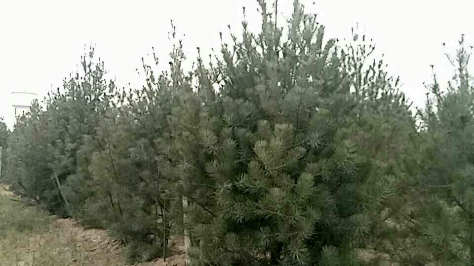 油松树林中树干节疤与枝叶交错的自然景观,展现其生态美感 油松树林中树干节疤与枝叶交错的自然景观