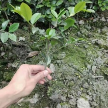 茶梅2cm以下4cm以下0.5米以下