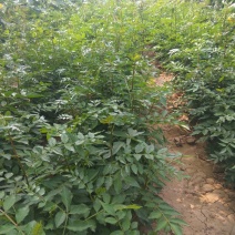 花椒苗1~2年