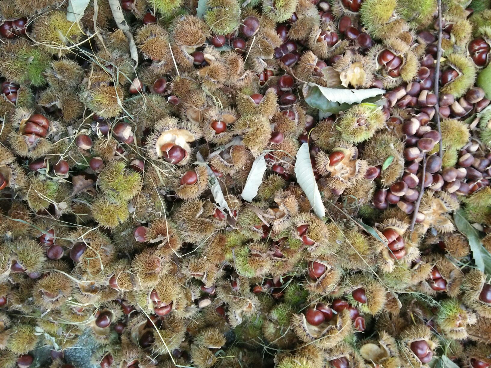 栗子特写