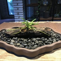 造型树