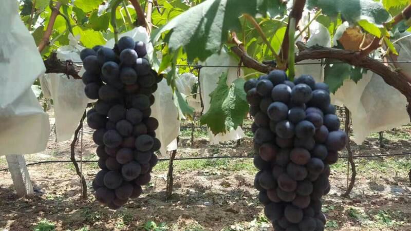 户太八号葡萄在阳光下的种植园,整齐排列的藤蔓和饱满的果串,展现现代农业种植风貌 户太八号葡萄种植园