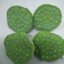 莲蓬5~8cm