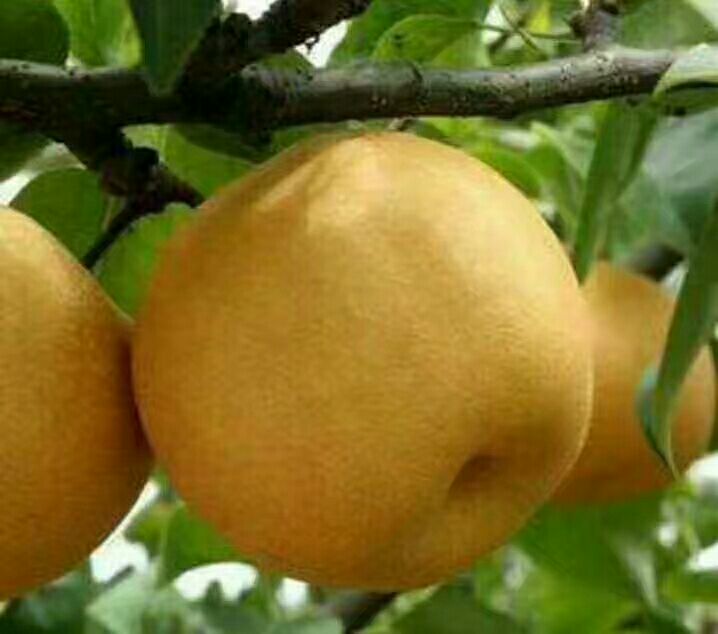 方城黄金梨采摘节活动现场