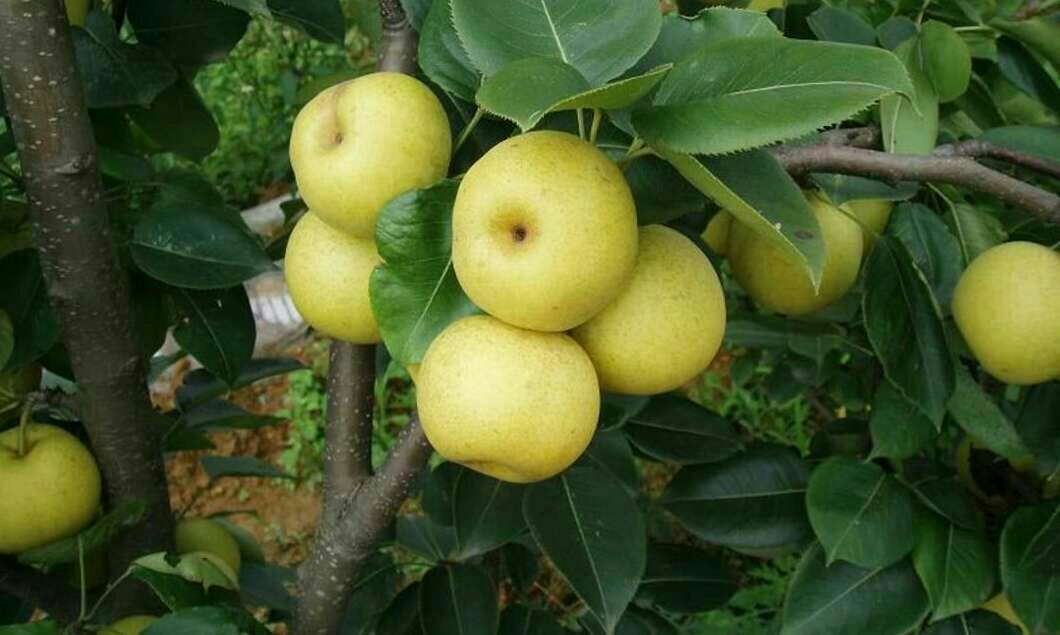 农户采摘恩施黄金梨场景