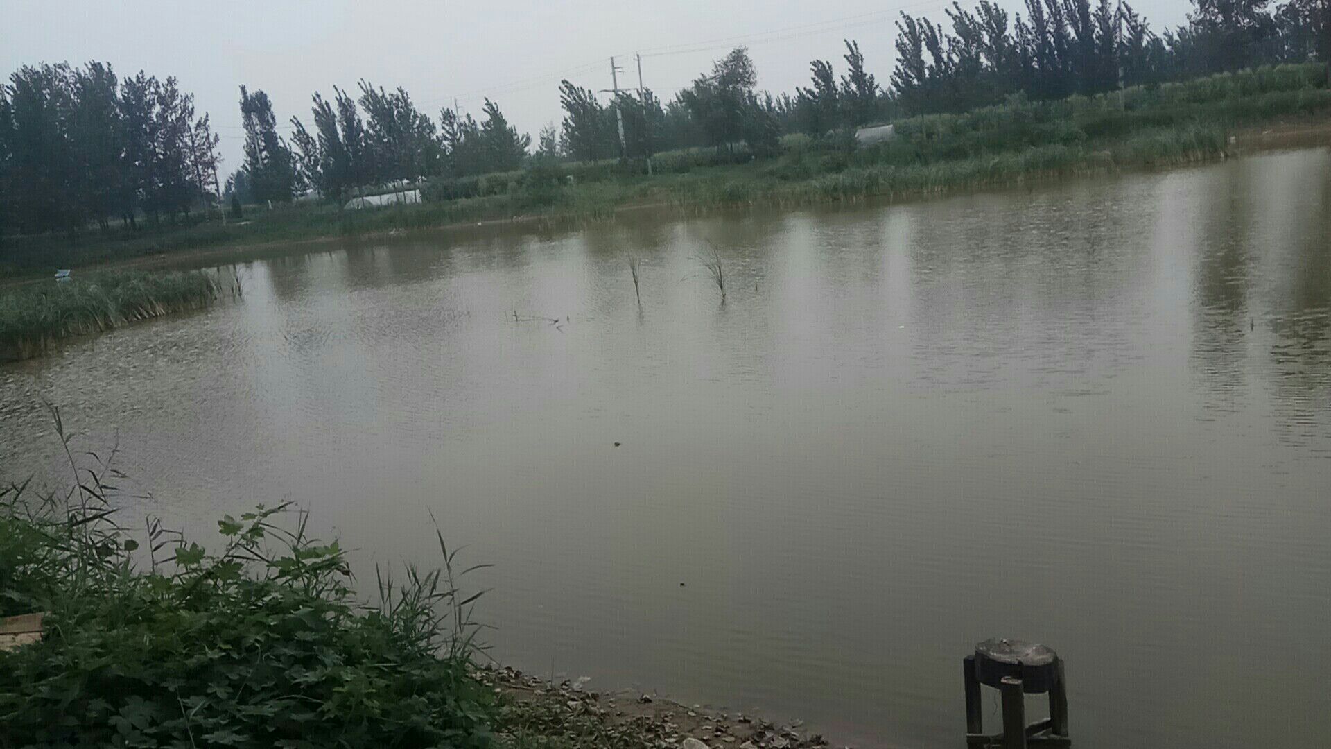 鱼腥草根种植环境图