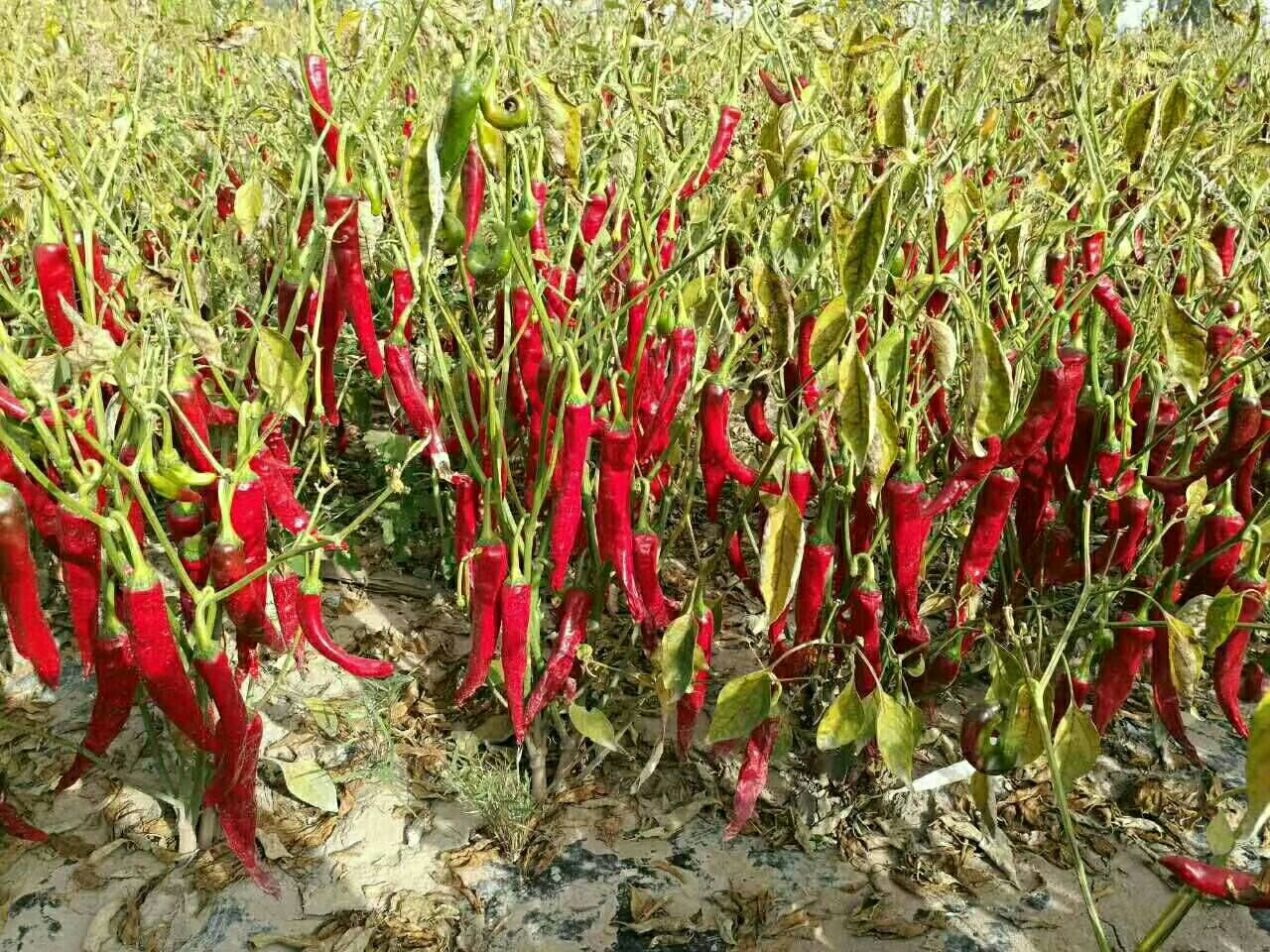 彩色甜椒田间生长场景