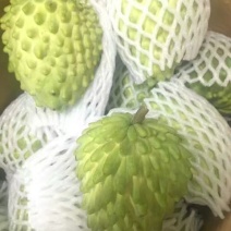 释迦苗10~30cm