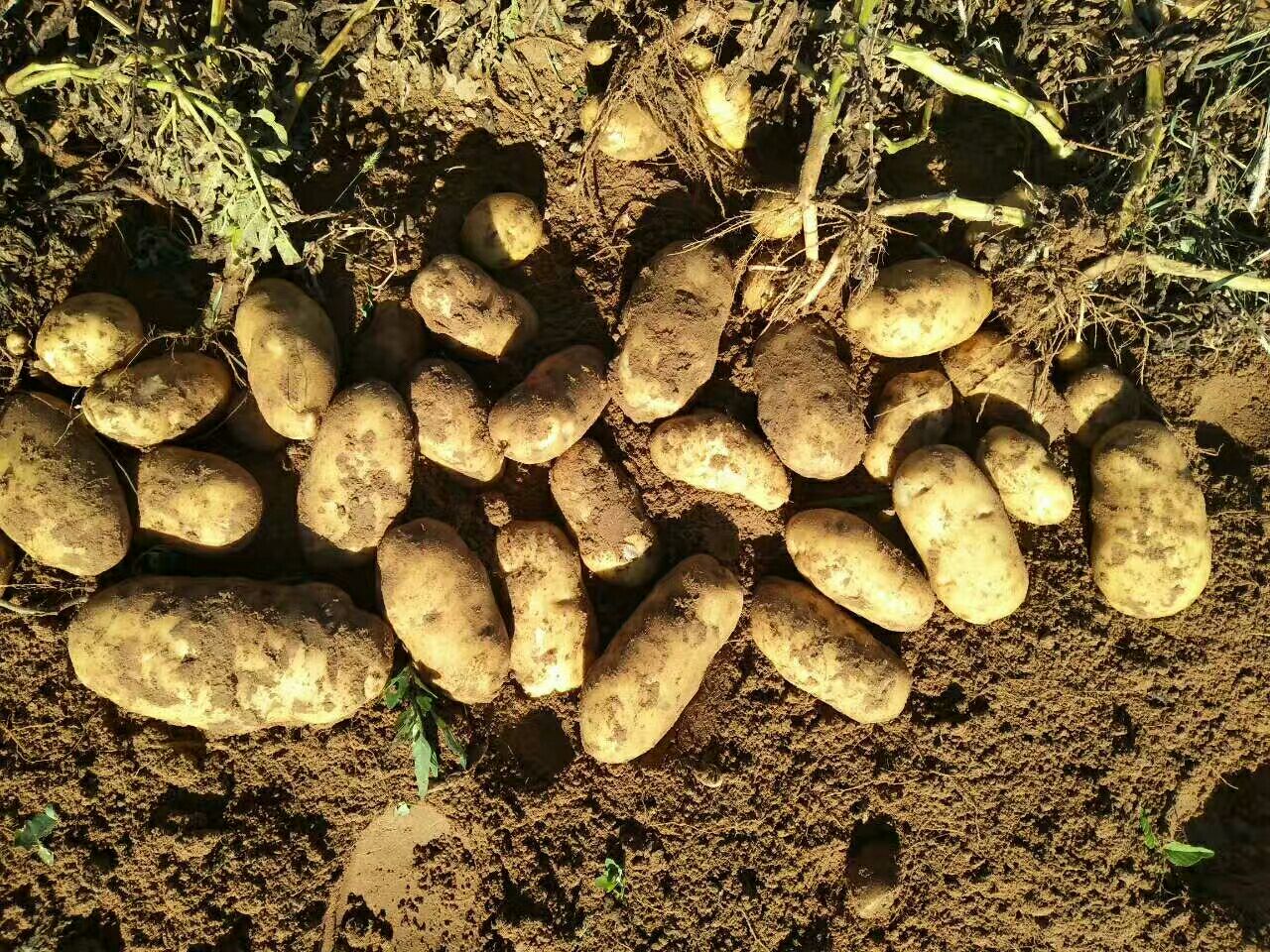 一株完整的土豆植株,地上部分有绿色茎叶,地下部分展示多个膨大的块茎附着在匍匐茎上,块茎表面有芽眼,整体结构清晰标注了根、匍匐茎、块茎和主茎的位置 土豆植株整体结构示意图