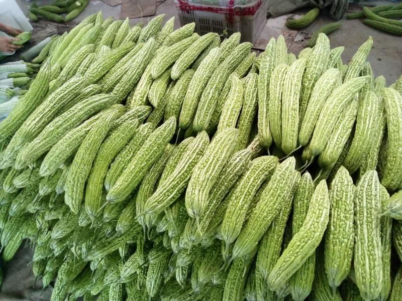 图片说明:新鲜苦瓜与晶莹冰糖搭配,象征着自然食材之间的协同作用 苦瓜与冰糖的搭配图