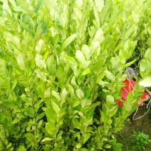 香水柠檬树苗50~80cm
