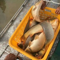 河鲤鱼食用3公斤以上