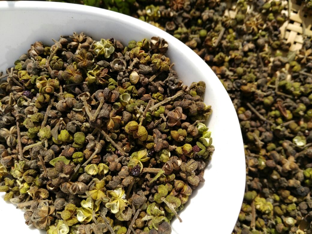 一组展示山茱萸采收与加工流程的图片:第一帧为农民在山间采摘红色果实;第二帧为手工去核分离果肉;第三帧为蒸煮后的果肉摊铺在竹匾上晾晒;第四帧为成品干制山茱萸肉装入陶瓷罐储存,体现传统中药炮制工艺细节 山茱萸药材加工过程示意图