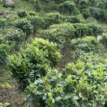 普洱茶一级