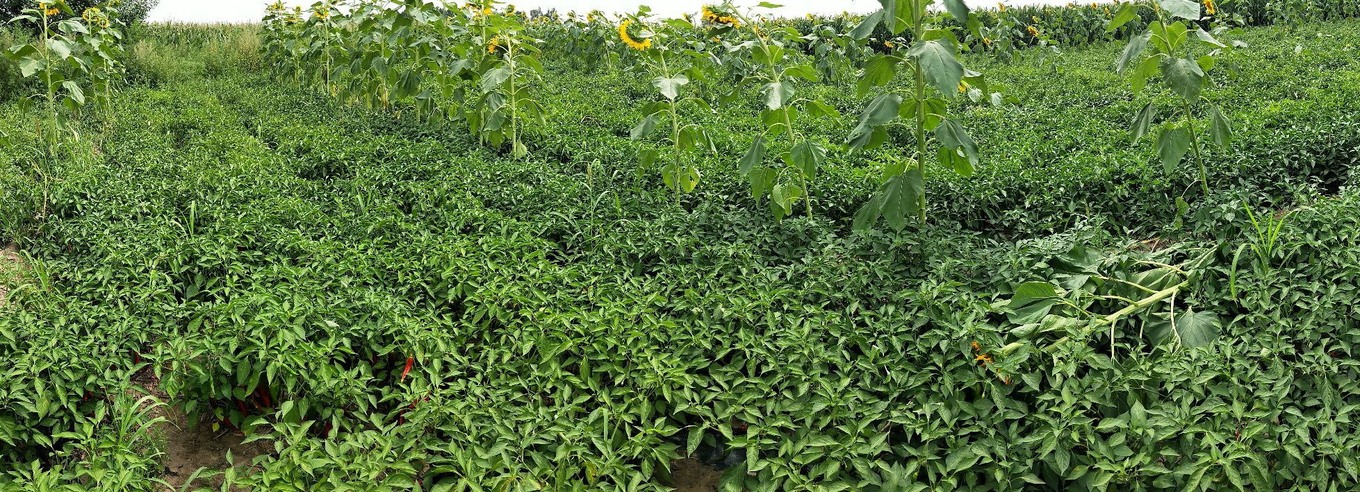 三樱八号辣椒田间生长实景图