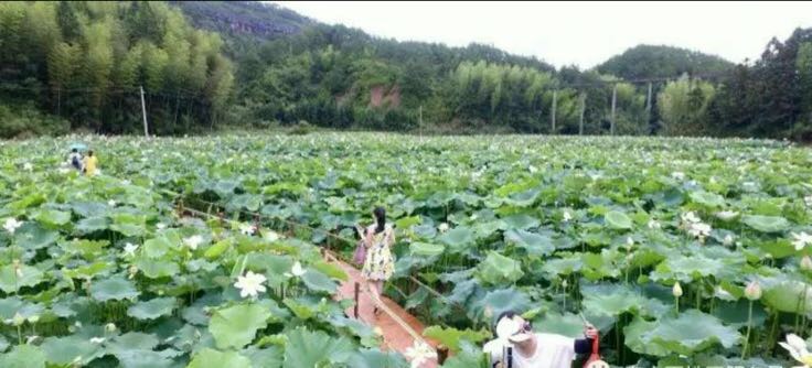 莲子水植法示意图,展示莲子在水中种植的布局和水深管理 莲子水植示意图