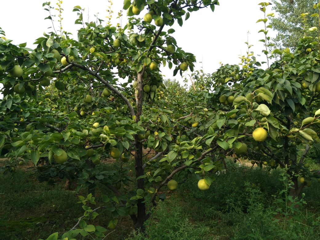 展示印尼热带果园中成片种植的印尼金花梨果树,树形整齐,果实挂满枝头 印尼金花梨种植园