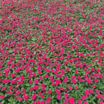 长春花种苗，国产进口。手货源诚信合作欢迎咨询订购