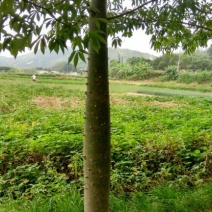 木棉3~3.5m8~10cm
