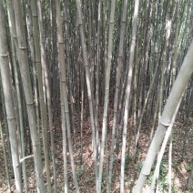 淡竹6~7m