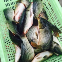 池鲤鱼食用1~2公斤