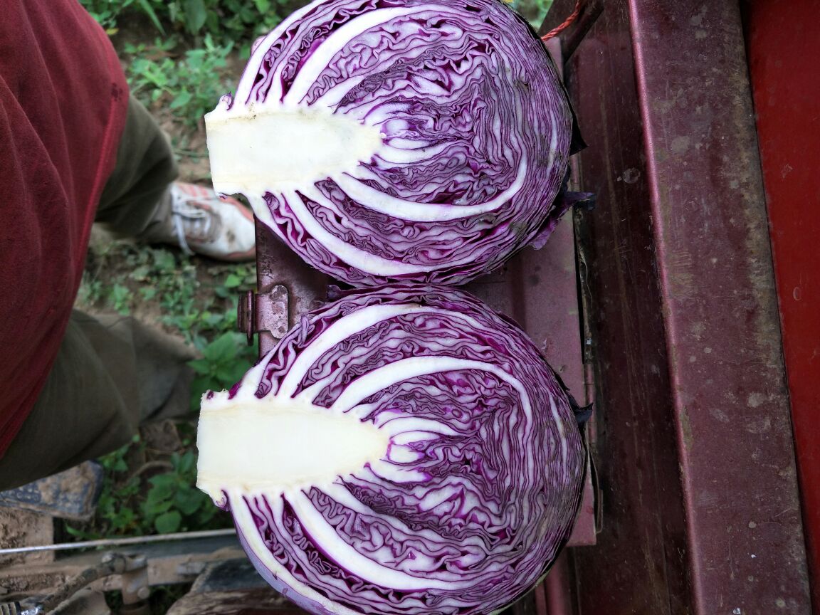 一颗完整的紫甘蓝放置在白色背景上,外层叶片呈深紫红色,内部切面显示密集的紫红色叶脉结构,刀具正在将其横向剖开,汁液微渗,突出其高色素含量特征 紫甘蓝整颗及切开特写