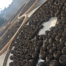 柑普茶一级