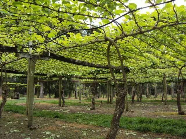 翠香猕猴桃标准化果园示意图