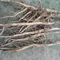 油牡丹苗20~30cm