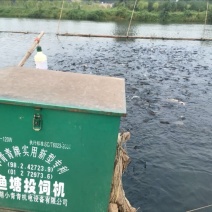 鲤鱼食用1~2公斤