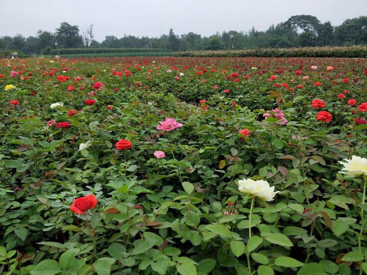 金黄色大花月季‘金辉’盛开于阳光下的花园场景