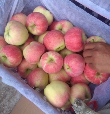 莫里斯苹果75mm以上纸袋