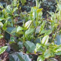 普洱茶三级
