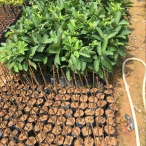 珍珠番石榴苗30~50cm（杯苗）