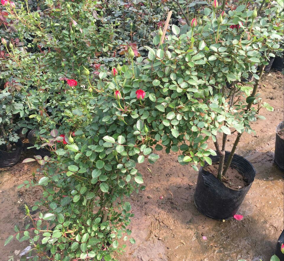 藤本月季不开花的植株特写