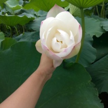 莲蓬5~8cm