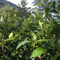 古树普洱茶一级